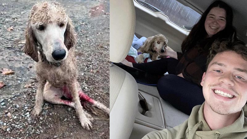  Couple Spends $12,000 Wedding Fund to Save Injured Dog Abandoned at Roadside: ‘She’s Family Now